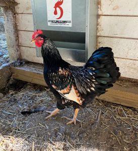 Double Silver Laced Barnevelder Chickens