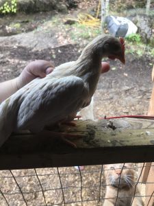 Various Bantam Cockeral