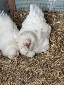 Small backyard chicken flock