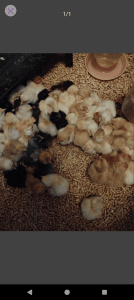 Baby chicks