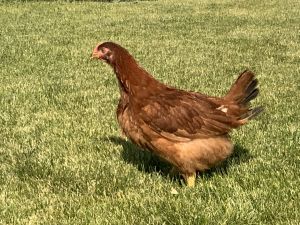 Hens for sale