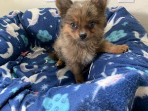 Pomeranian Chihuahua