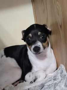 Pie Bald Deer Head Male Chihuahua 4 months old