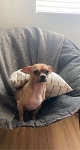 3 year old male Chihuahua