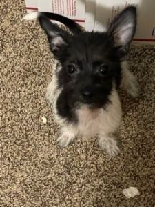 Chihuahua puppy boy 12 weeks