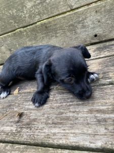2 chestie girls(chihuahua and west highland terrier )