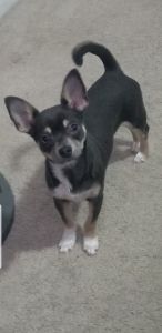 Male blue tri color chihuahua