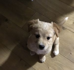 Taco Terriers male puppies