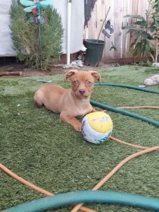 Red nosed American pitbull terrier