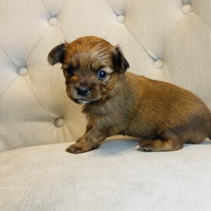 Chihuahua puppies