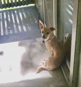 Chihuahua/ jack Russell terrier