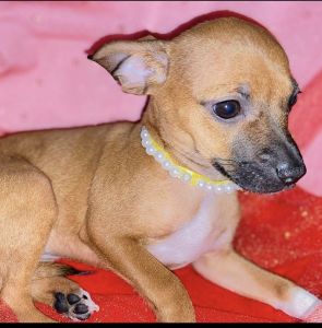 Her name is Chiquita