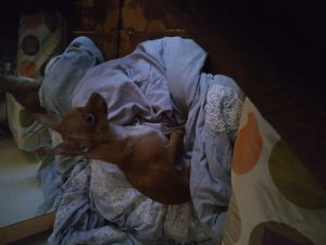 8 month Chihuahua loving and caring