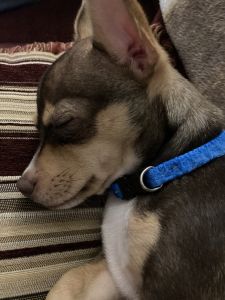 Chocolate male chihuahua