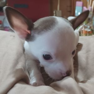 Mother's Day Puppies.... Luca SOLD