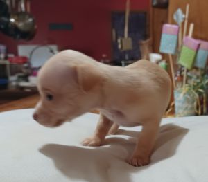 Mother's Day Puppies...Beauty