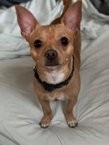Chihuahua for sale
