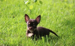 Beautiful chihuahua puppies