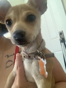 5 month old chihuahua