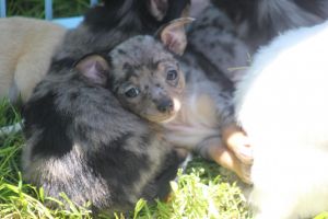 AKC Merle Chihuahua Puppies
