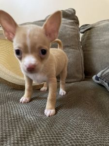 Puppy Chihuahua