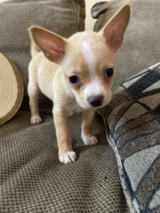 Chihuahua puppy