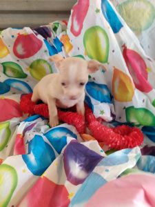 CKC registered Chihuahua