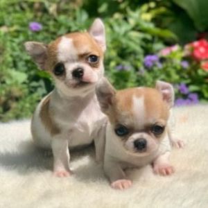 Gucci chihuahua are super smart