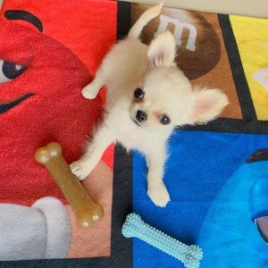 cheap chihuahua puppies for adoption
