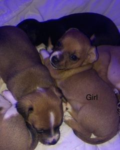 Chihuahua puppies