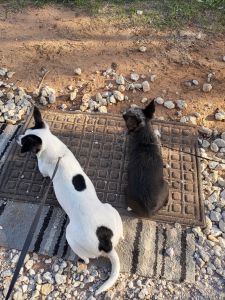 5 chihuahua mix need a home