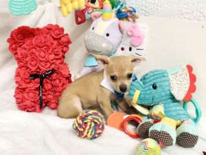 Mini chihuahuas puppies