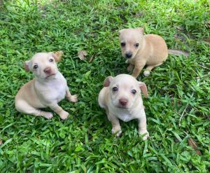 Chihuahua female puppies