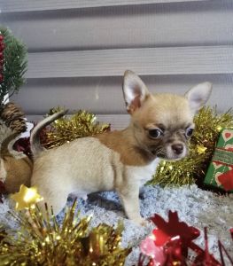 Chihuahua puppies for sale