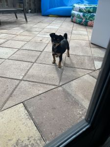 3 Month Chihuahua Puppy