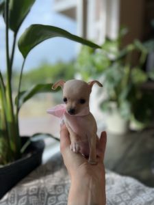 Teacup Chihuahuas