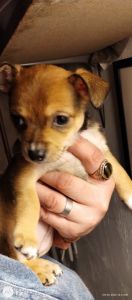 tea cup Chihuahuas with long hair Chihuahua