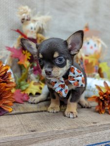 Fudge, AKC Chihuahua