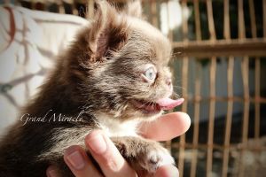 Miniature Chihuahua Girl Yumi