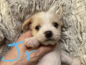 Chihuahua/wirehair terrier