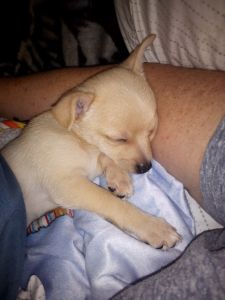 9wk male Chihuahua