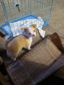 Selling a4 month baby chihuahua