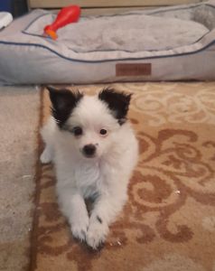 Looking for forever homes