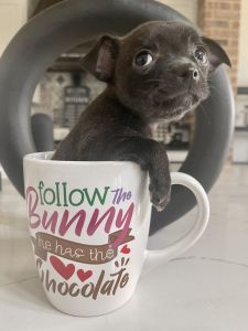 Teacup Chihuahua