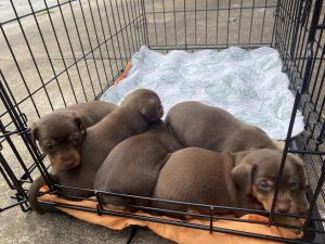 Chihuahua puppies (chipin)