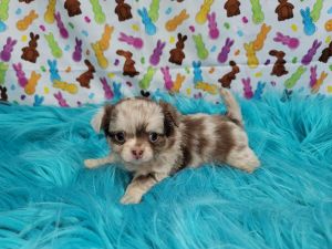 Long hair chihuahua puppies