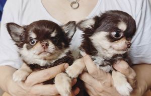 Pure chihuahua puppies
