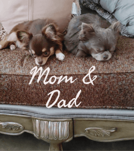 Chihuahua Puppies for Sale