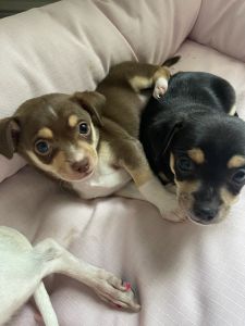 Chihuahua Puppy Male Ready to Go!