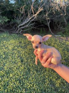 Chihuahua puppies